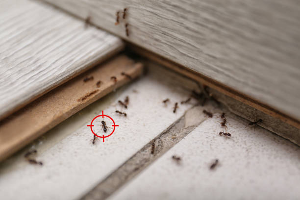 Best Flea Control Services  in Hurstbourne, KY