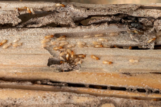 Best Pest Inspection Near Me  in Hurstbourne, KY