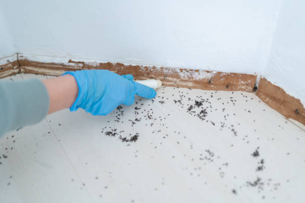 Best Affordable Pest Control Services  in Hurstbourne, KY